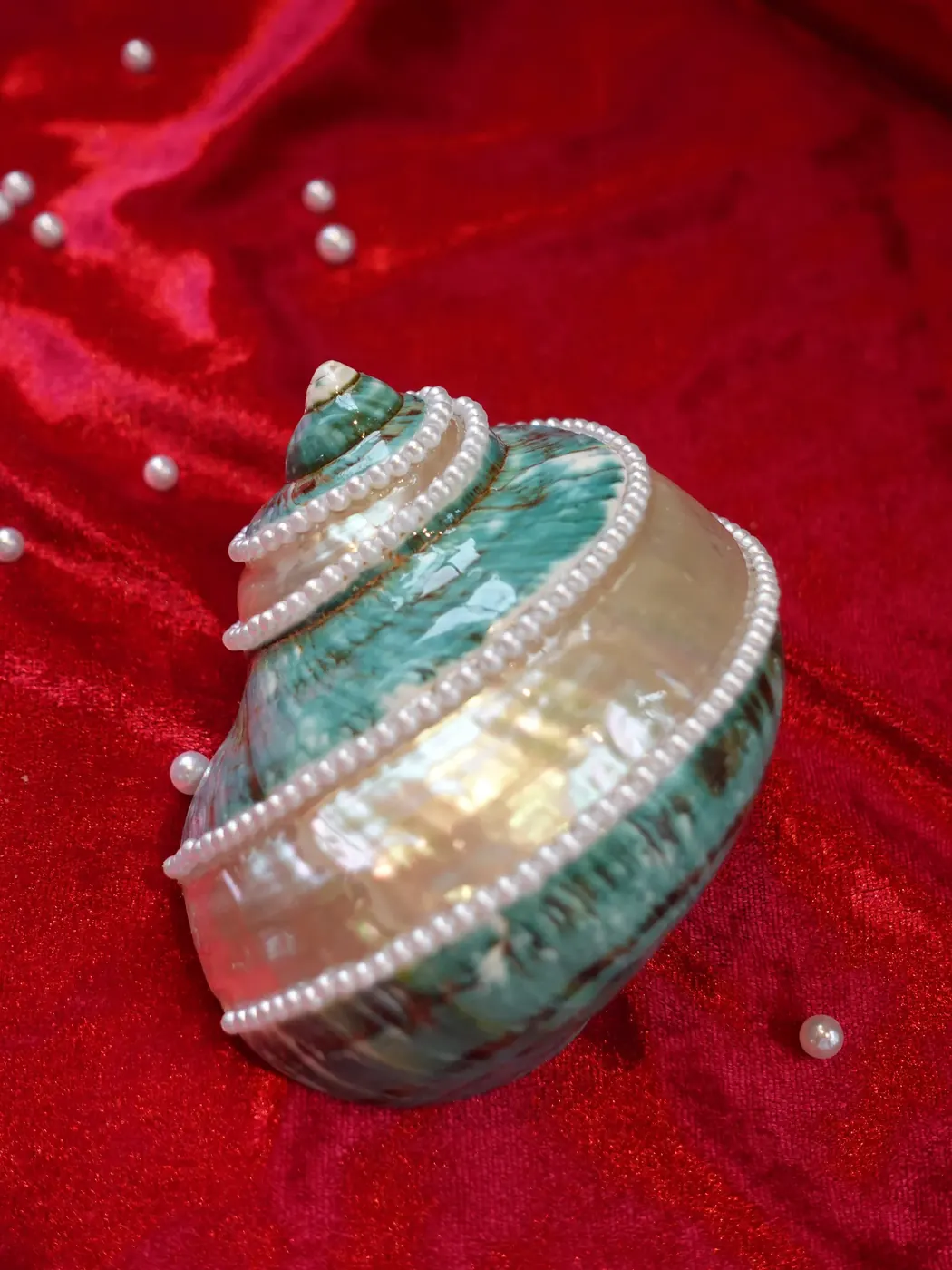 Ốc Tỏi Trang Trí